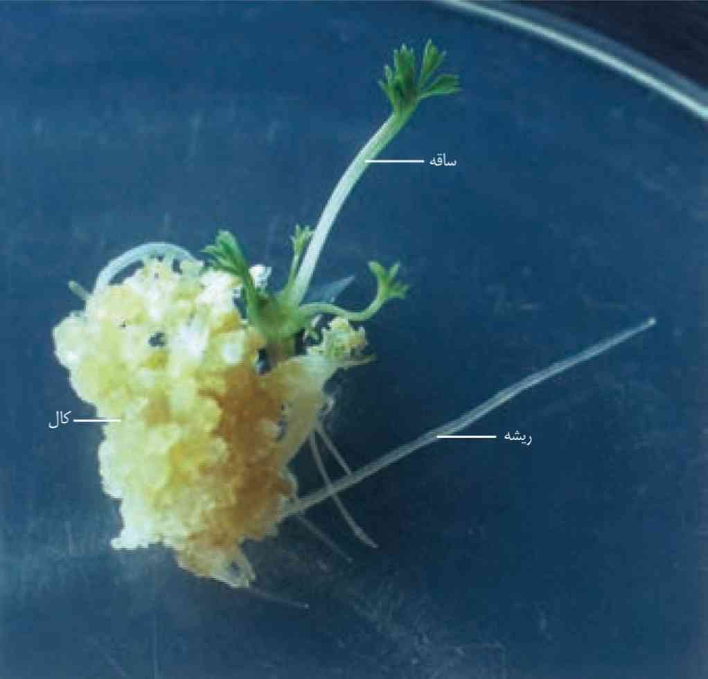 ایجاد گیاه از کال در کشت بافت