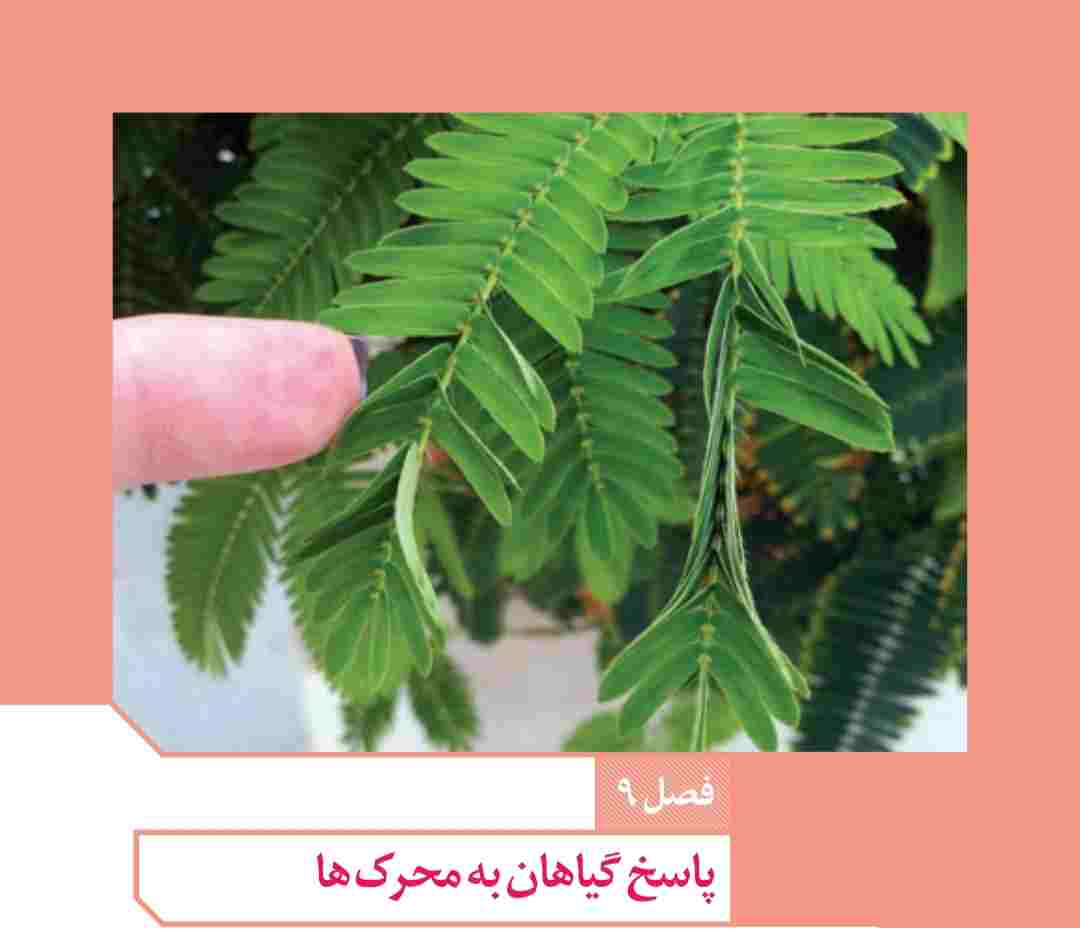 پاسخ گیاهان به محرکها