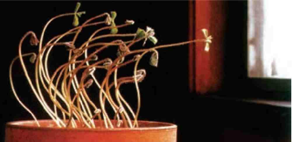 خم شدن گیاهان به سمت نور