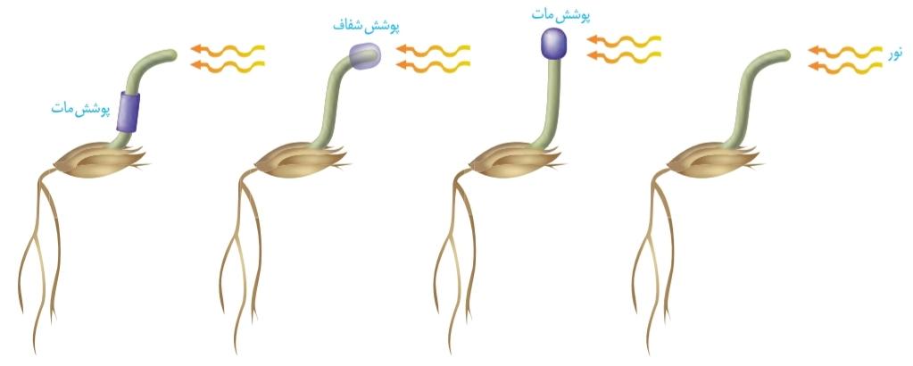 آزمایش داروینها با دانه رُستِ چمن