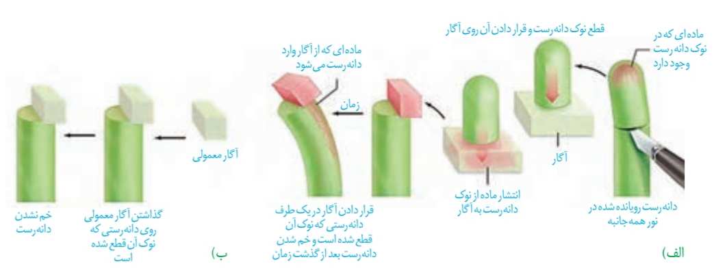 مادهای در نوک دانه رُستِ وجود دارد که عامل خم شدن آن در برابر نور یک جانبه است