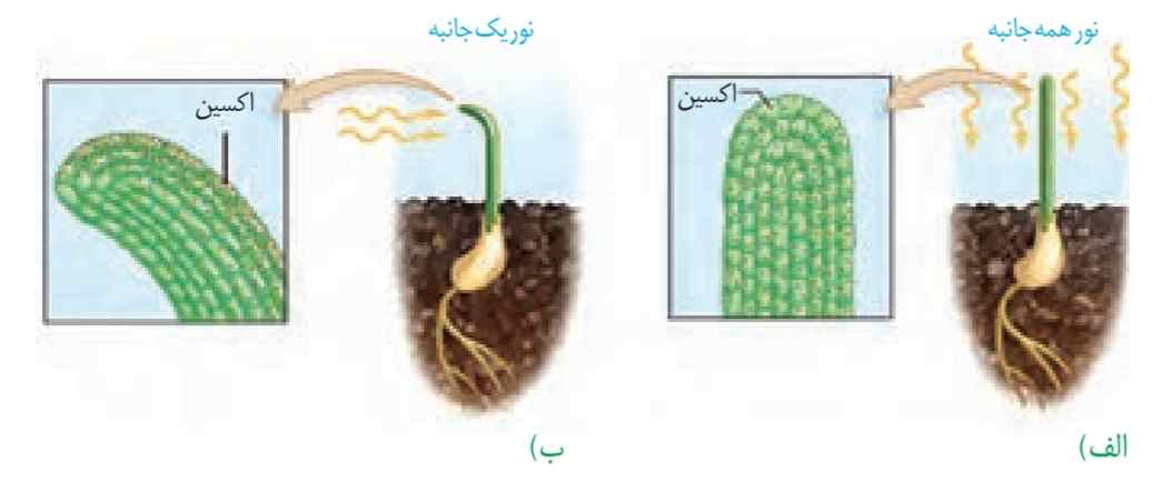 تابش نور سبب تجمع اکسین در سمت سایه میشود