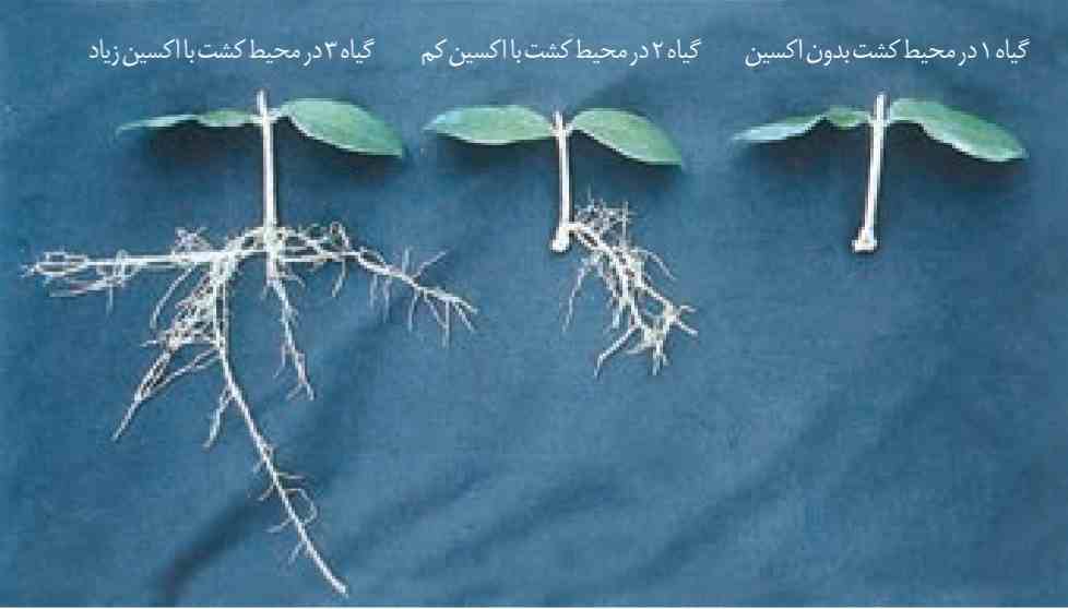 تأثیر اکسین بر ایجاد ریشه
