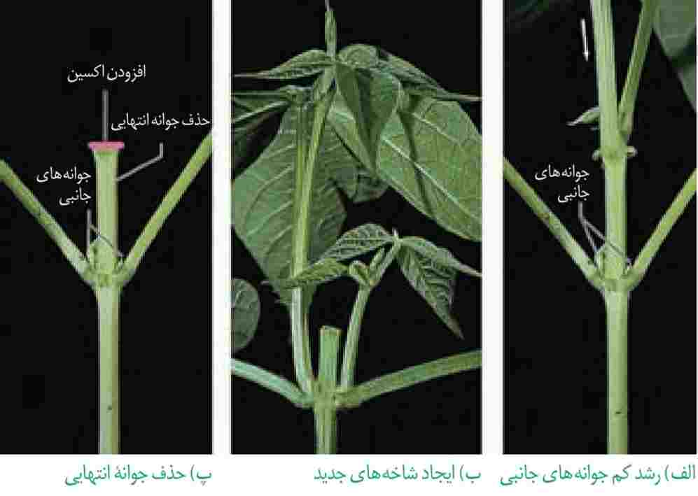 جوانۀ رأسی مانع از رشد جوانههای جانبی میشود