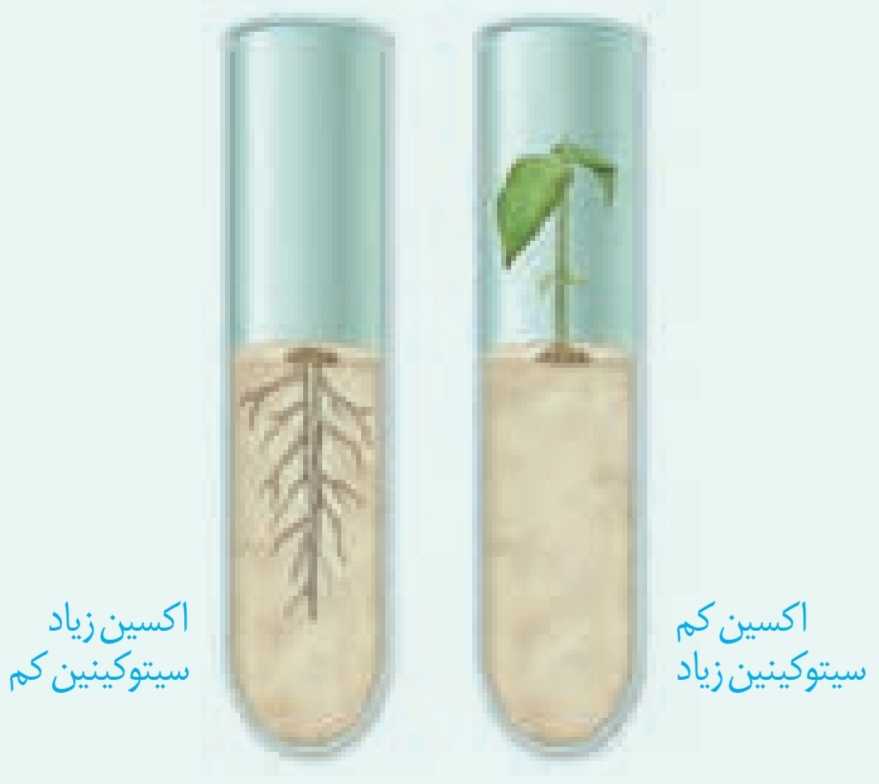 یک تودۀ یاخته تمایز نیافته یا همان کال در حضور مقدار متفاوت اکسین و سیتوکینین