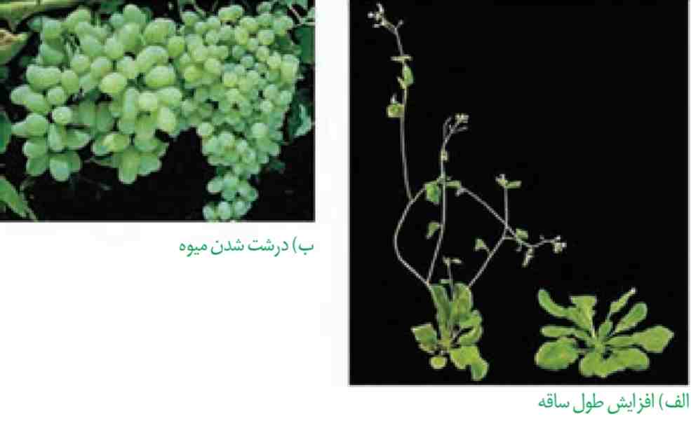 جیبرلین بر گیاهان بوتهای (الف) و میوهها (ب)