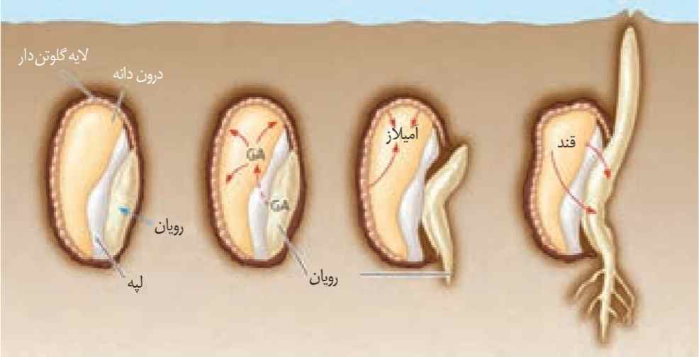 جیبرلینها در تجزیۀ ذخایر رویان غلات نقش دارند. GA: جیبرلیک اسید