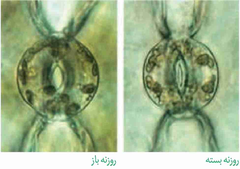 حفظ آب گیاه با بسته شدن روزنهها