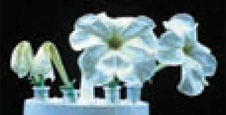 گلهای اطلسی