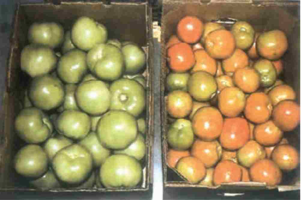 گوجهفرنگیهای هر دو جعبه در یک زمان چیده شده، اما گوجهفرنگیهای سمت راست، سه روز در محیط اتیلندار بودهاند