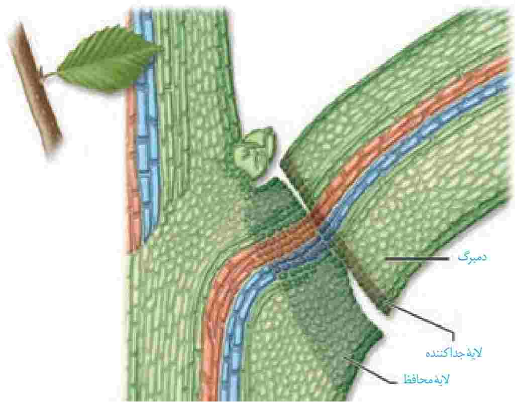 ریزش برگ با تشکیل لایۀ جداکننده