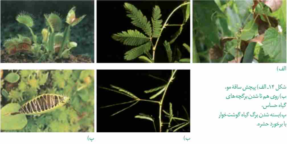 پیچش ساقۀ مو.  ب) روی هم تا شدن برپچه‌های گیاه حساس.  پ) بسته شدن برگ گیاه گوشت خوار با برخورد حشره