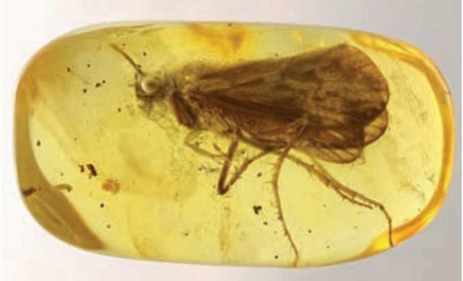 سنگواره تشکیل شده از ترشحات گیاه و حشره