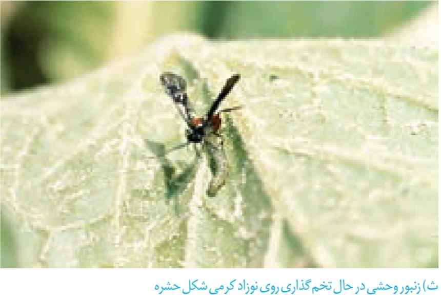 زنبور وحشی در حال تخم گذاری روی نوزاد کرمی شکل حشره