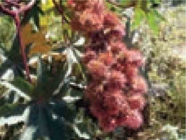 سم در گیاهان