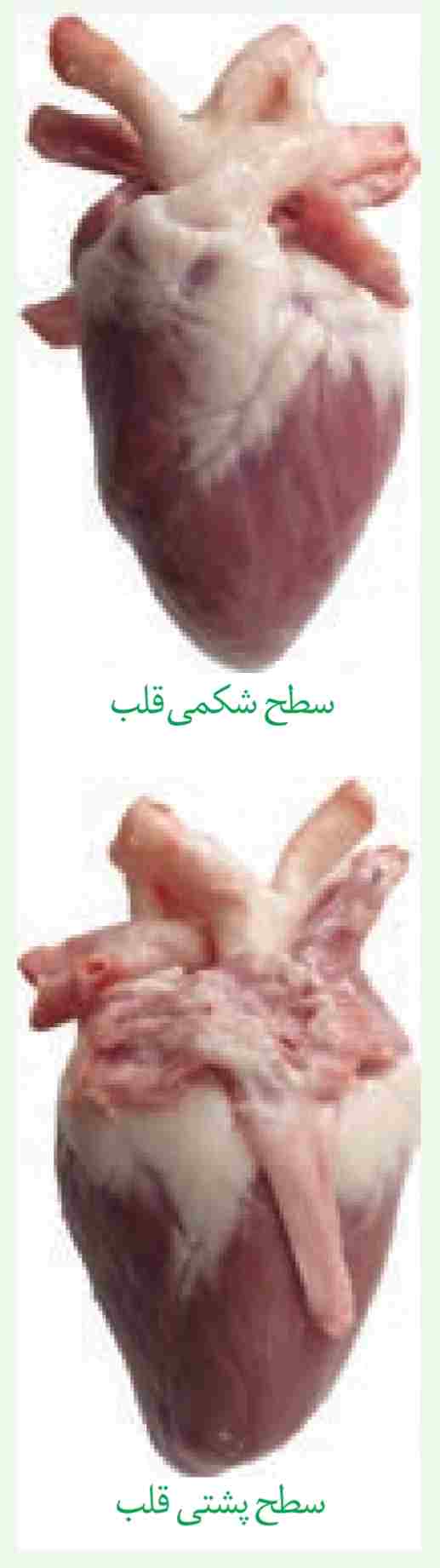 تشریح قلب گوسفند