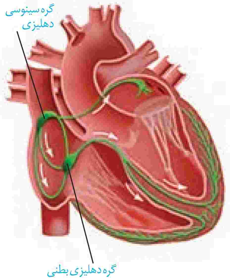 شبکه هادی قلب؛ شبکه هادی به رنگ سبز نمایش داده شده است