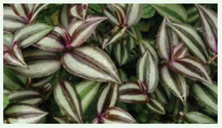 برگ بعضی گیاهان بخش های غیرسبز