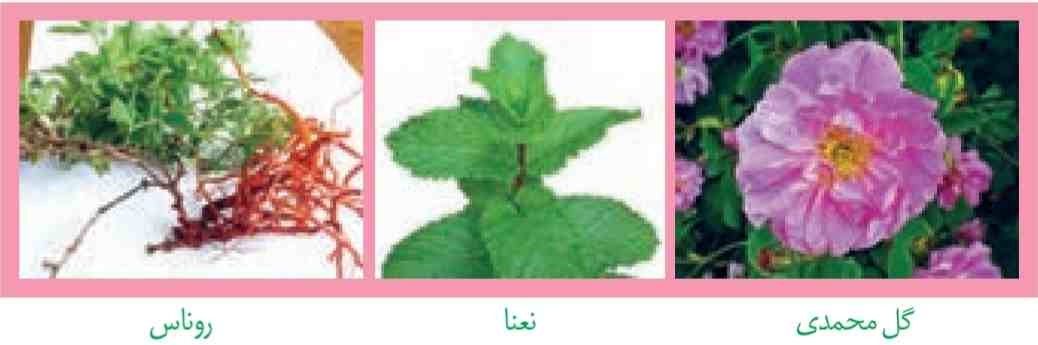 گیاهان استفاده های متفاوتی دارند