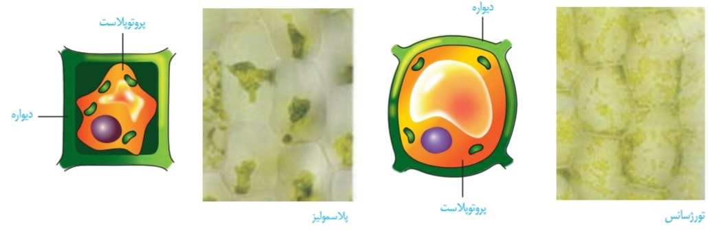 تورژسانس و پلاسمولیز در یاختۀ گیاهی