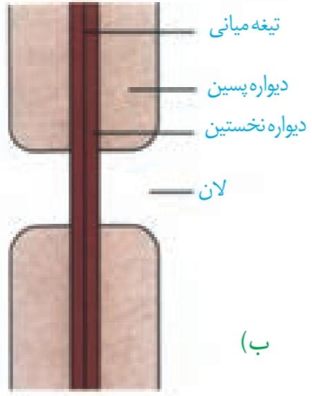 لان در دیوارۀ یاخته‌ای (ب)