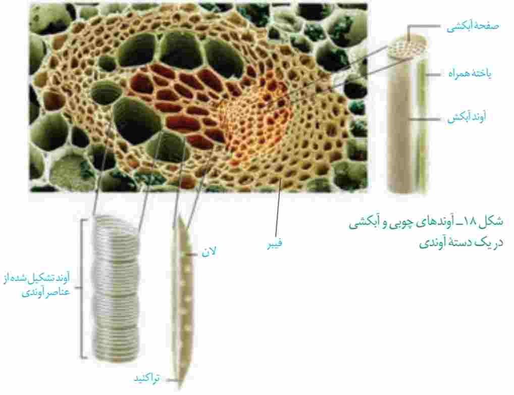 آوندهای چوبی و آبکشی در یک دسته آوندی