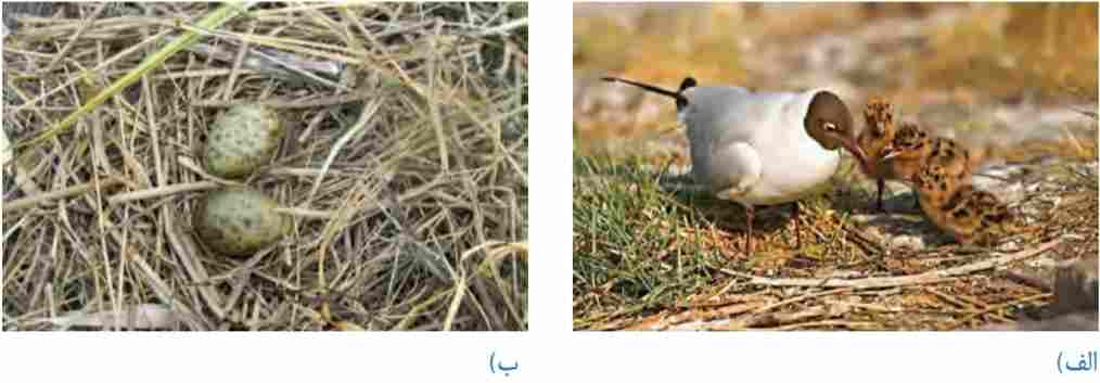 الف) جوجههای کاکایی ب) تخمهای کاکایی