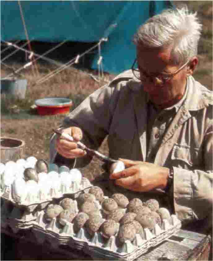 پژوهشهای نیکولاس تین برگن (1988- 1907)