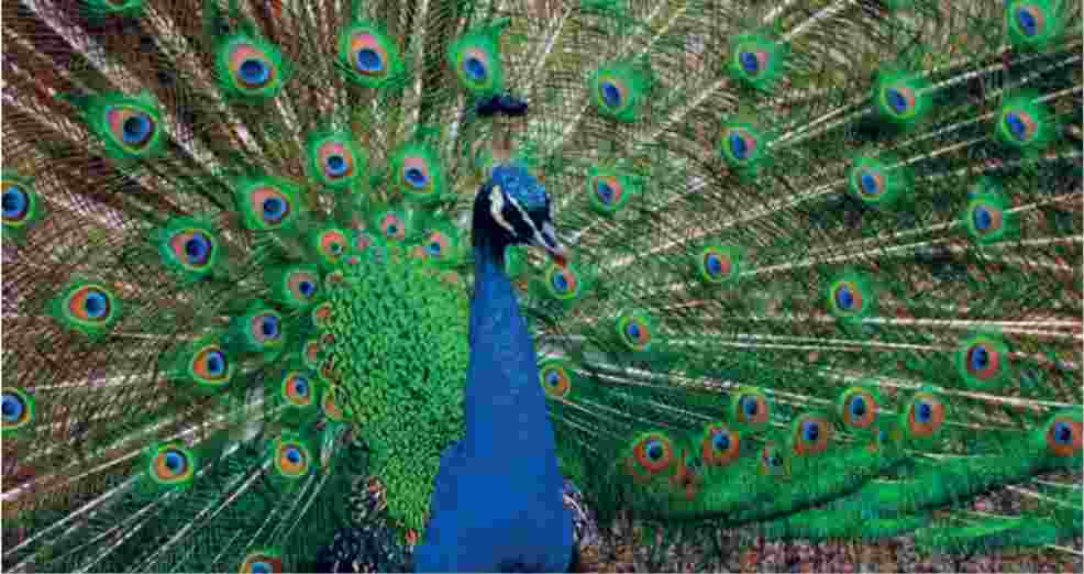 شکل ۱۰- لکههای چشم مانند دم طاووس نر