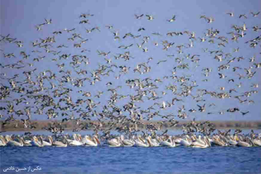 پرندگان مهاجر به پناهگاه حیات وحش میانکاله مازندران