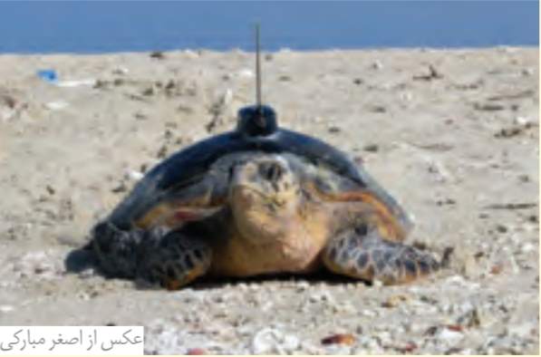 لاک پشت منقار عقابی با ردیاب رادیویی