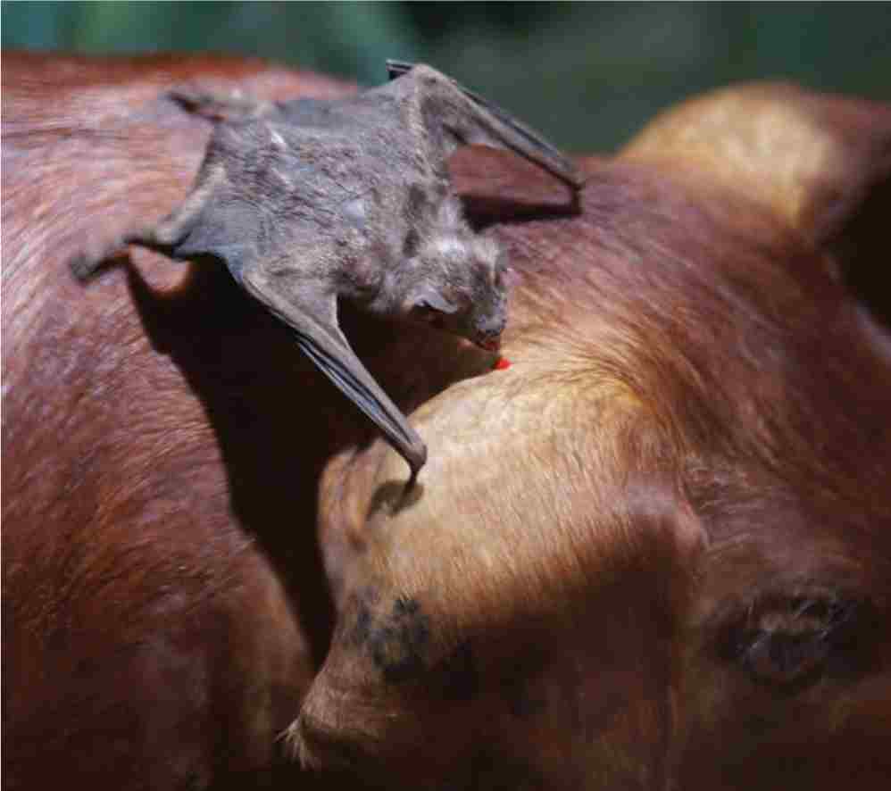 خفاش خون آشام از خون پستانداران تغذیه میکند