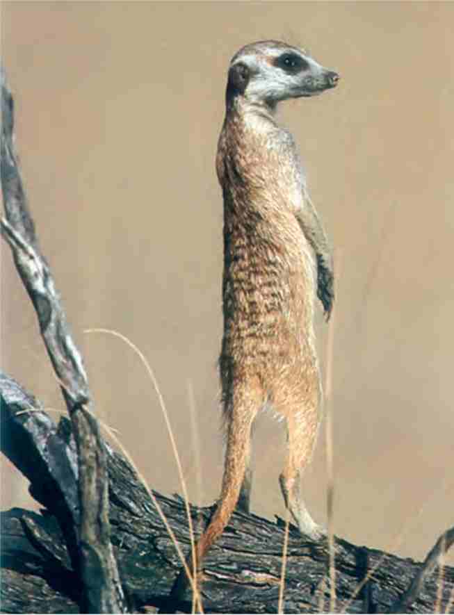 این دم عصایی (meerkat) در حال نگهبانی است