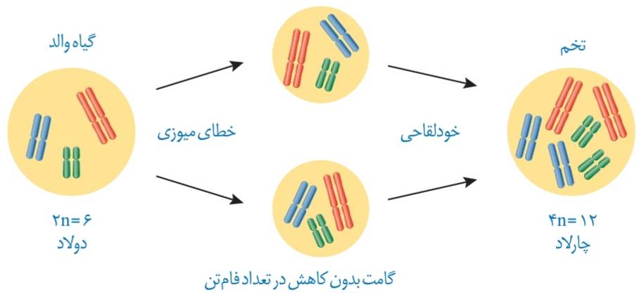چگونگی تشکیل گیاه چارلاد از گیاه دولاد