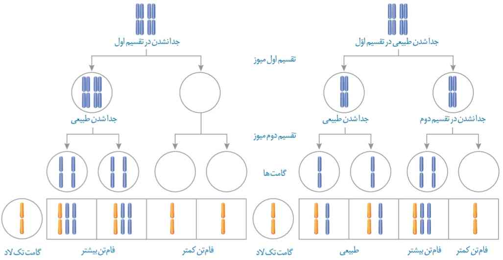 نتیجه آمیزش گامت‌های حاصل از خطای میوزی با گامت سالم