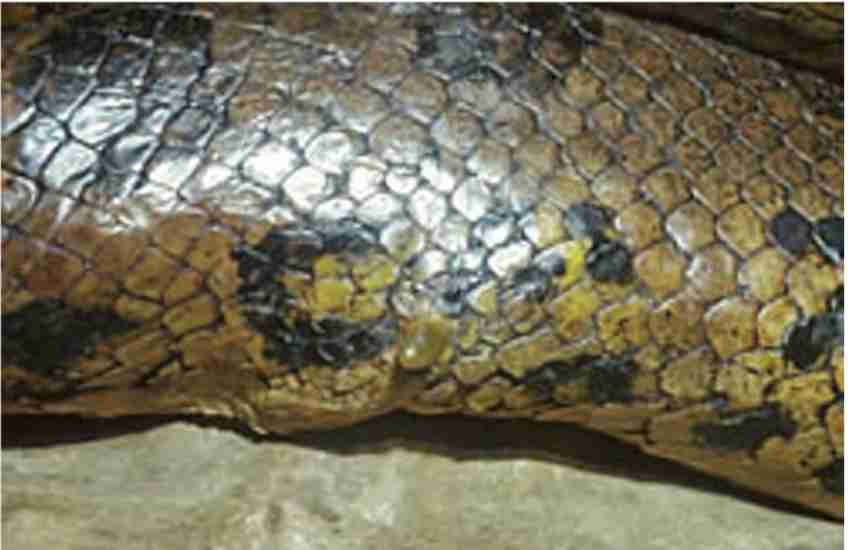 بقایای پا در مار پیتون