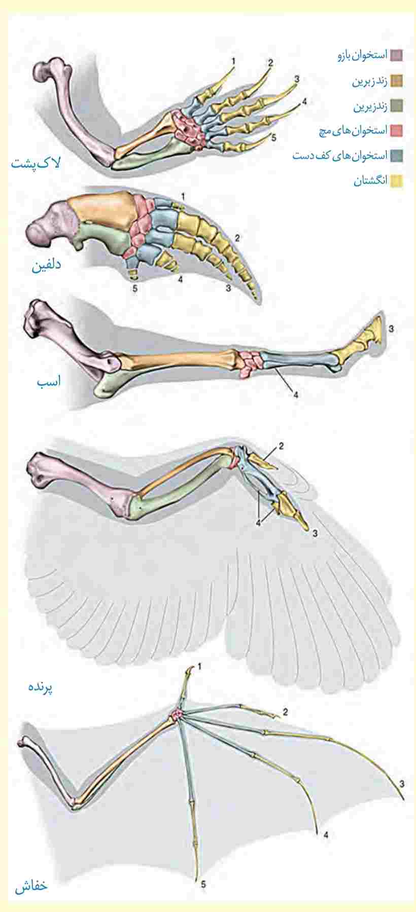 ساختارهای همتا طرح ساختاری یکسان در اندام حرکتی جلویی