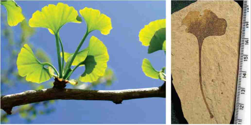 برگ درخت گیسو و سنگوارة آن