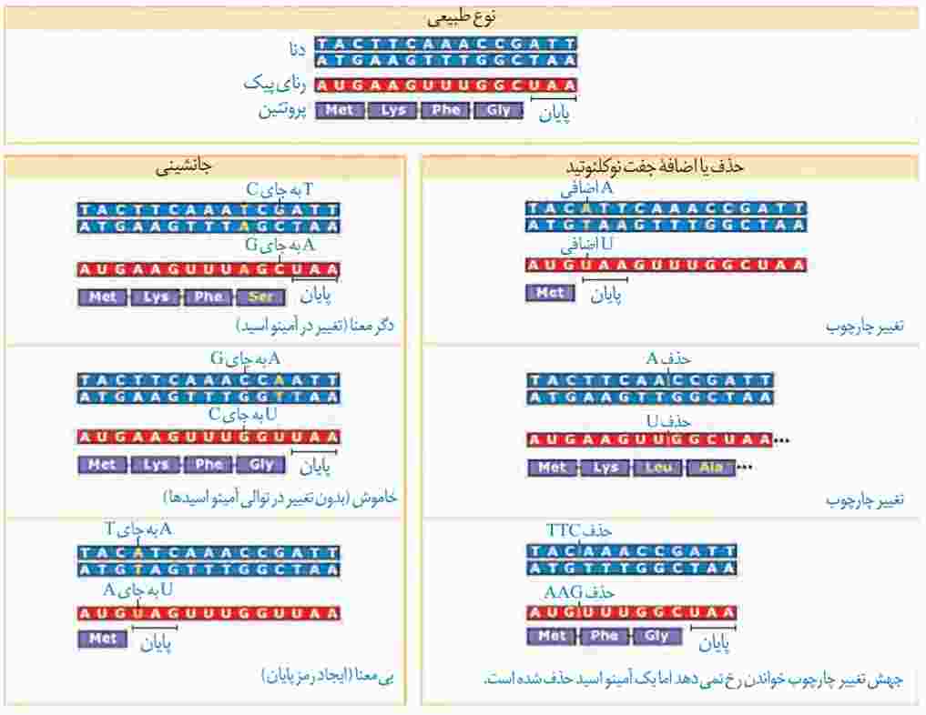 تأثیر جهش بر پروتئین