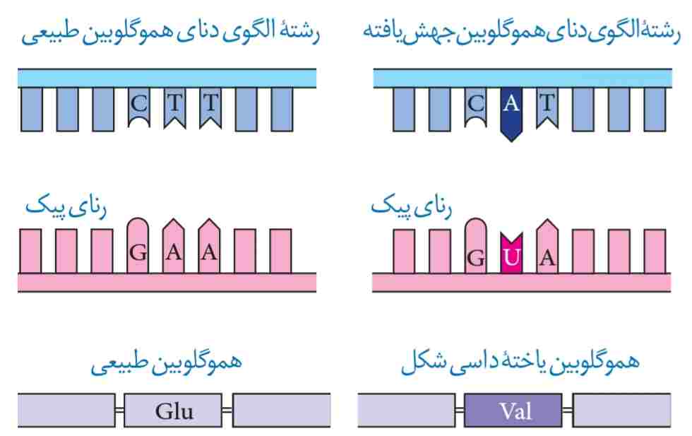 مقایسه ژن‌های هموگلوبین در افراد سالم و بیمار