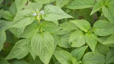 از یاخته تا گیاه؛ ساختار گیاهان؛ انواع مریستم ؛ زیستشناسی
