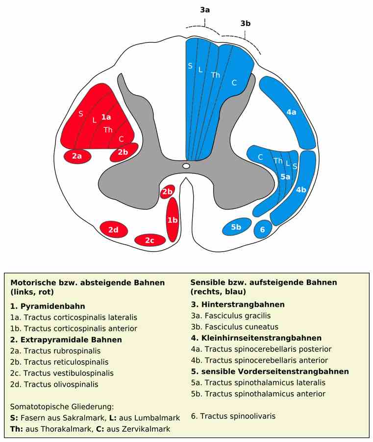Anterior funiculus نخاع