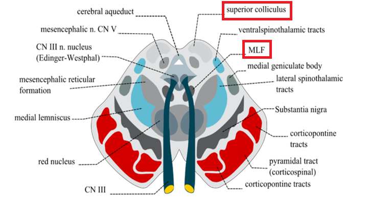 همه راه‌های عصبی ذیل از پایه‌های مغزی در Midbrain