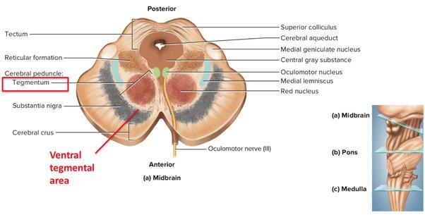 Ventral Tegmental area