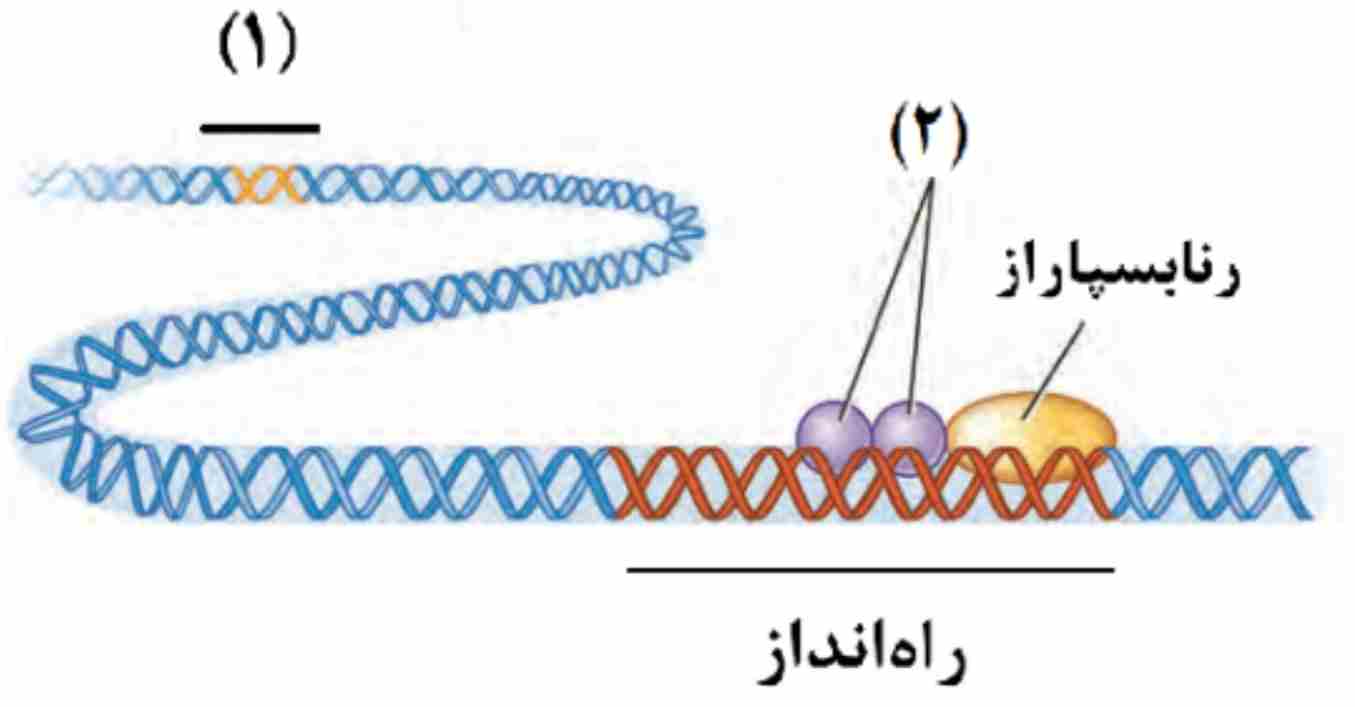 تنظیم بیان ژن
