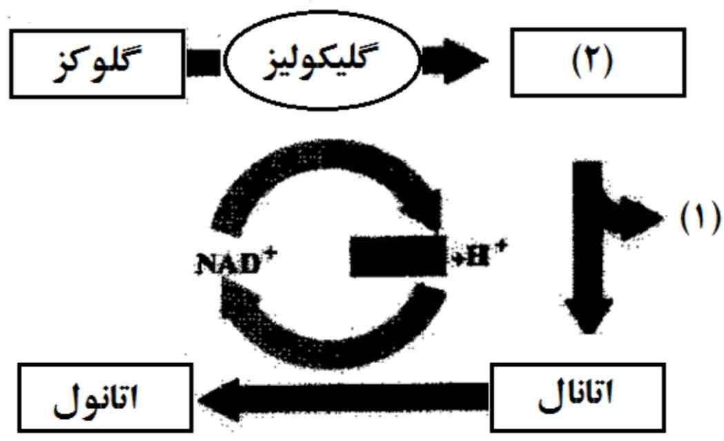 تنفس سلولی تخمیر لاکتیکی