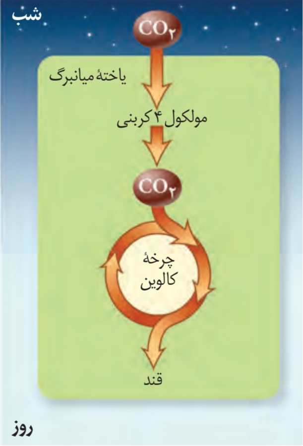 گیاهان CAM