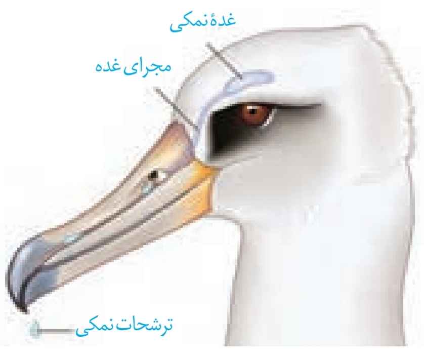 غده‌ی نمکی