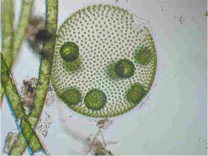 Водоросль вольвокс. Колониальные водоросли вольвокс. Вольвокс в микроскопе. Колония вольвокса под микроскопом. Инфузория вольвокс.