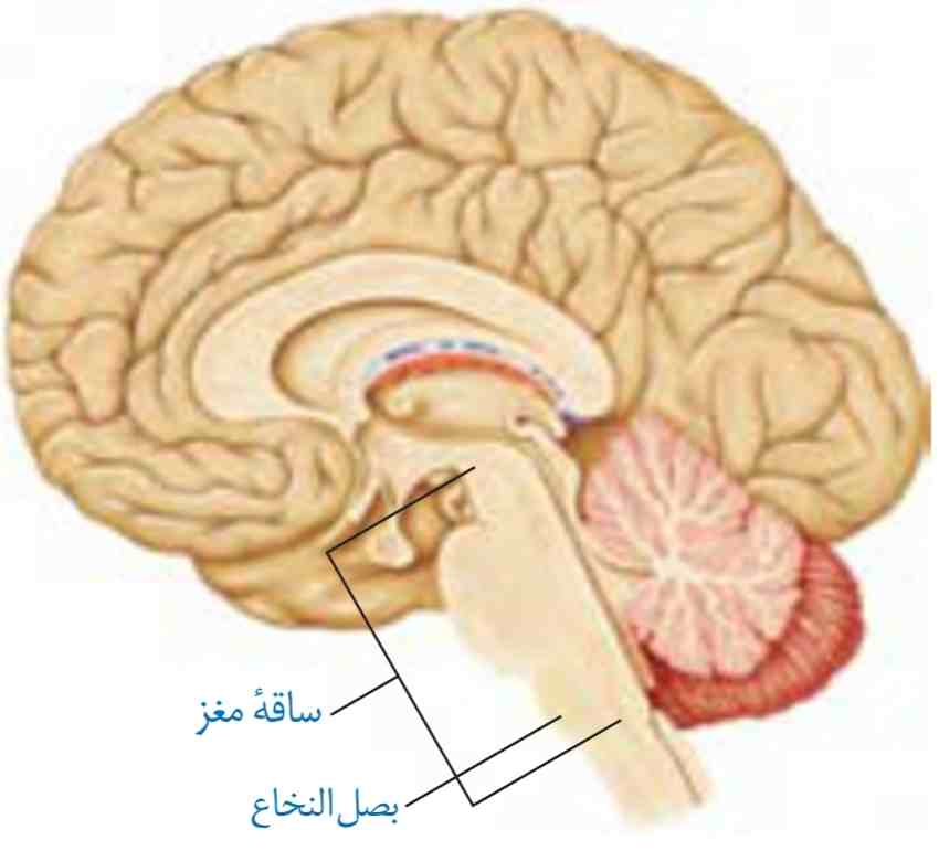 Формирующееся турецкое седло в головном мозге. Строение головного мозга турецкое седло. Гипофиз в турецком седле. Анатомия турецкого седла в головном мозге. Диафрагма турецкого седла анатомия.